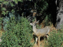 Deer on Copper Basin Rd near Prescott AZ