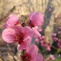 Blossoms at Crescent Moon Park